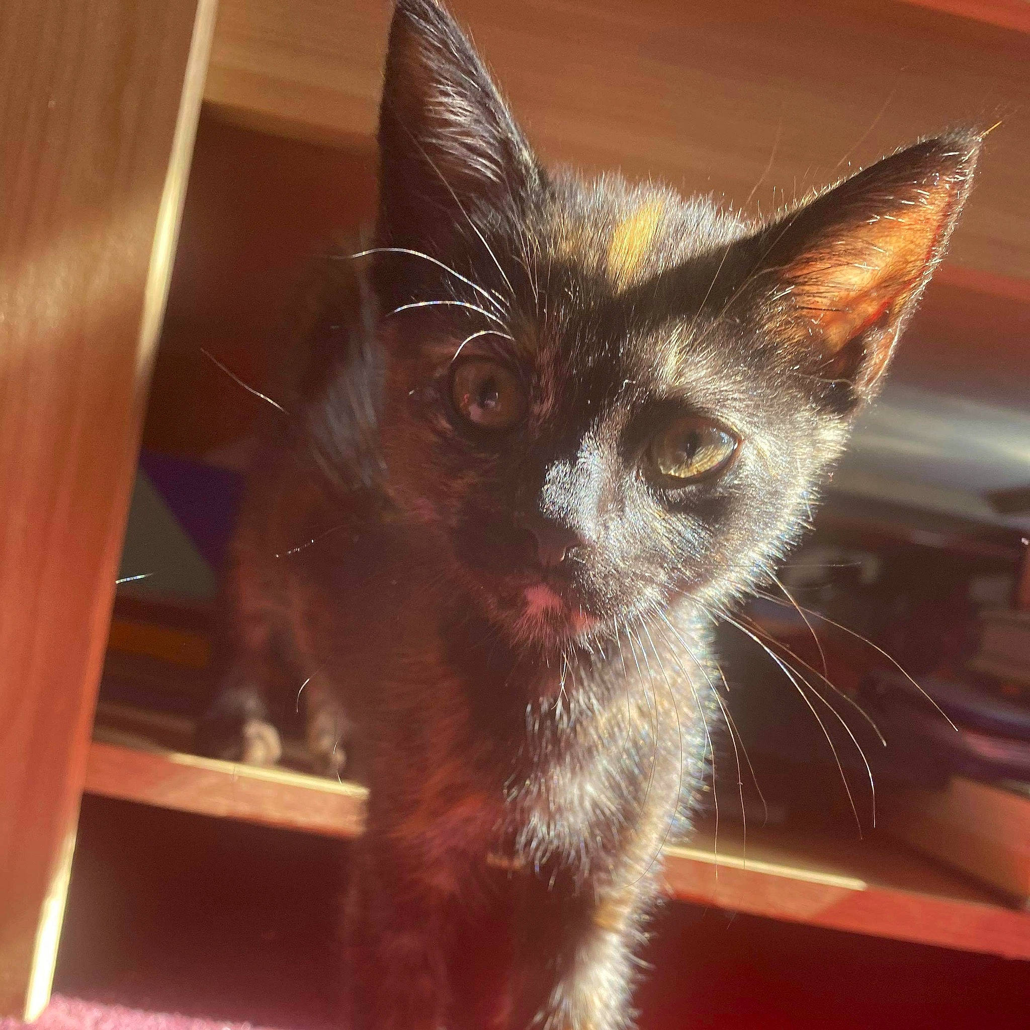 Kita joined the competition — help win amazing prizes! asian, carnivore, cat, domestic_short_haired_cat, felidae, german_rex, havana_brown, kitten, mammal, nebelung, ojos_azules, small_to_medium_sized_cats, snout, whiskers