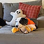 Ava is registered to the contest to win money with this photo: dog, couch, plush_toy, pillow, ghost_pillow, orange_bandana, living_room, furniture, pet, cozy, gray_couch, red_pillow, stuffed_animal, indoor, relaxing, cute, autumn, decor, resting, black_and_white_dog
