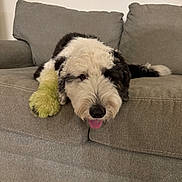 Ava joined the competition — help win amazing prizes! dog, couch, living_room, pet, fur, tongue_out, paw, colored_paw, black_and_white, fluffy, relaxed, indoors, carpet, furniture, domestic_animal, cute, animal, canine, resting, tongue