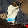 Sullivan joined the competition — help win amazing prizes! cat, bubble_mailer, blanket, couch, indoor, pet, cozy, brown_cat, fabric, wrapped, resting, fur, soft, relaxed, domestic_animal, household, comfort, feline, seated, closeup