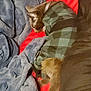 cat, sleeping, plaid_jacket, blanket, red_surface, cozy, pet, fur, resting, indoor, warm, soft, comfort, animal, cute, relaxed, snuggled, bed, feline, nap