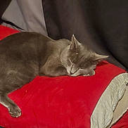 Sullivan is registered to the contest to win money with this photo: cat, sleeping, gray_cat, red_pillow, blanket, indoor, cozy, resting, pet, fur, animal, nap, curtain, soft, comfort, home, relaxation, feline, quiet, peaceful