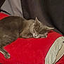 cat, sleeping, gray_cat, red_pillow, blanket, indoor, cozy, resting, pet, fur, animal, nap, curtain, soft, comfort, home, relaxation, feline, quiet, peaceful