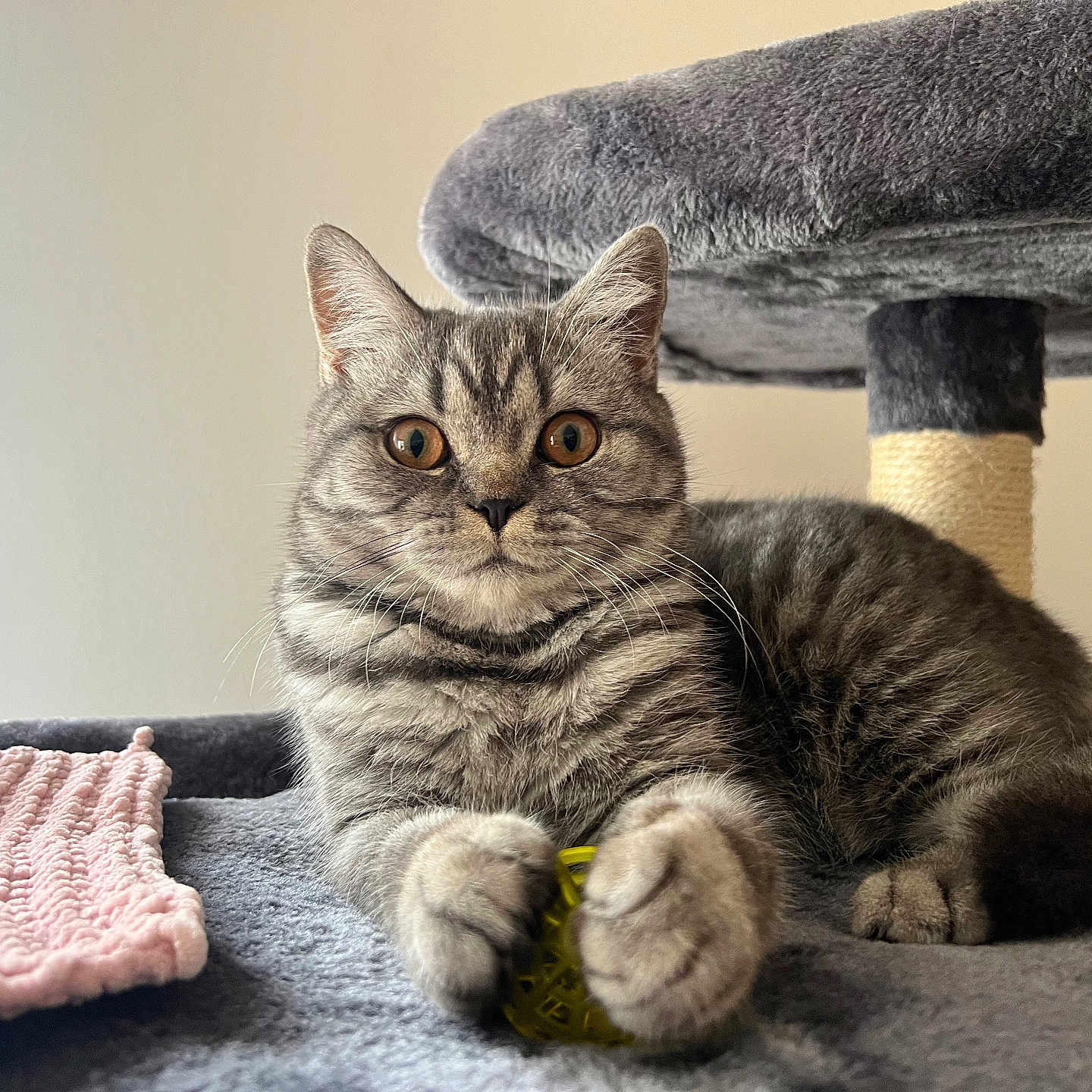 Wendy participe au concours pour gagner de l'argent avec cette photo : abyssinian, animal, architecture, armchair, blanket, building, cat, chair, couch, cushion, egyptiancat, furniture, homedecor, indoors, kitten, linen, livingroom, manx, pet, room