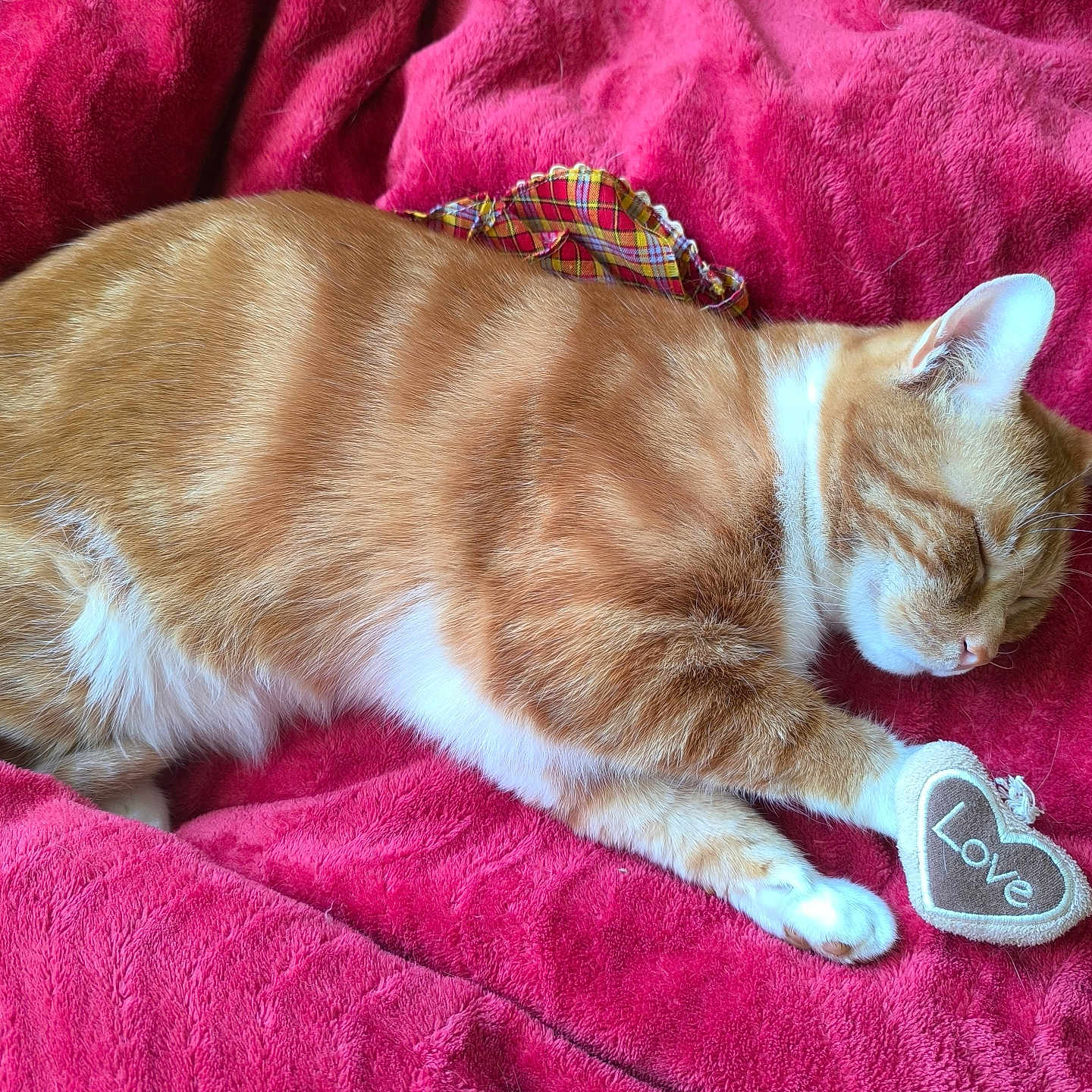 Timmy participe au concours pour gagner de l'argent avec cette photo : abyssinian, accessories, animal, applique, blanket, cat, couch, furniture, homedecor, kitten, linen, manx, pattern, person, pet, quilt, siamese, sleeping, strap, velvet