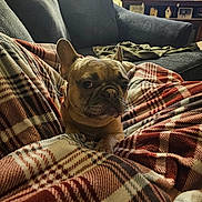 Lulu is registered to the contest to win money with this photo: dog, french_bulldog, blanket, plaid, couch, living_room, pet, cozy, indoor, relaxed, fur, ears, face, snout, comfort, home, furniture, resting, animal, warm