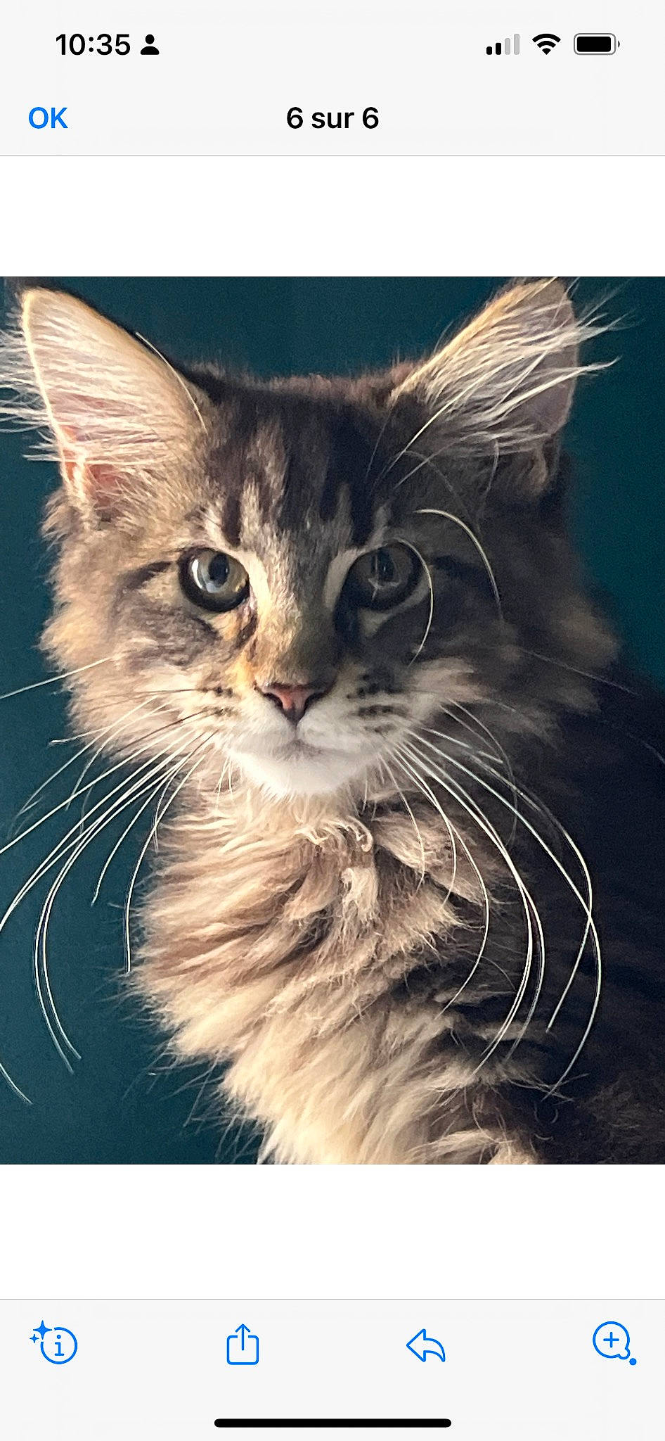 Thea a rejoint le concours — aidez-le/la à gagner de superbes lots ! carnivore, cat, domestic_short_haired_cat, felidae, fur, grass, paw, photo_caption, rectangle, small_to_medium_sized_cats, snout, stock_photography, terrestrial_animal, whiskers