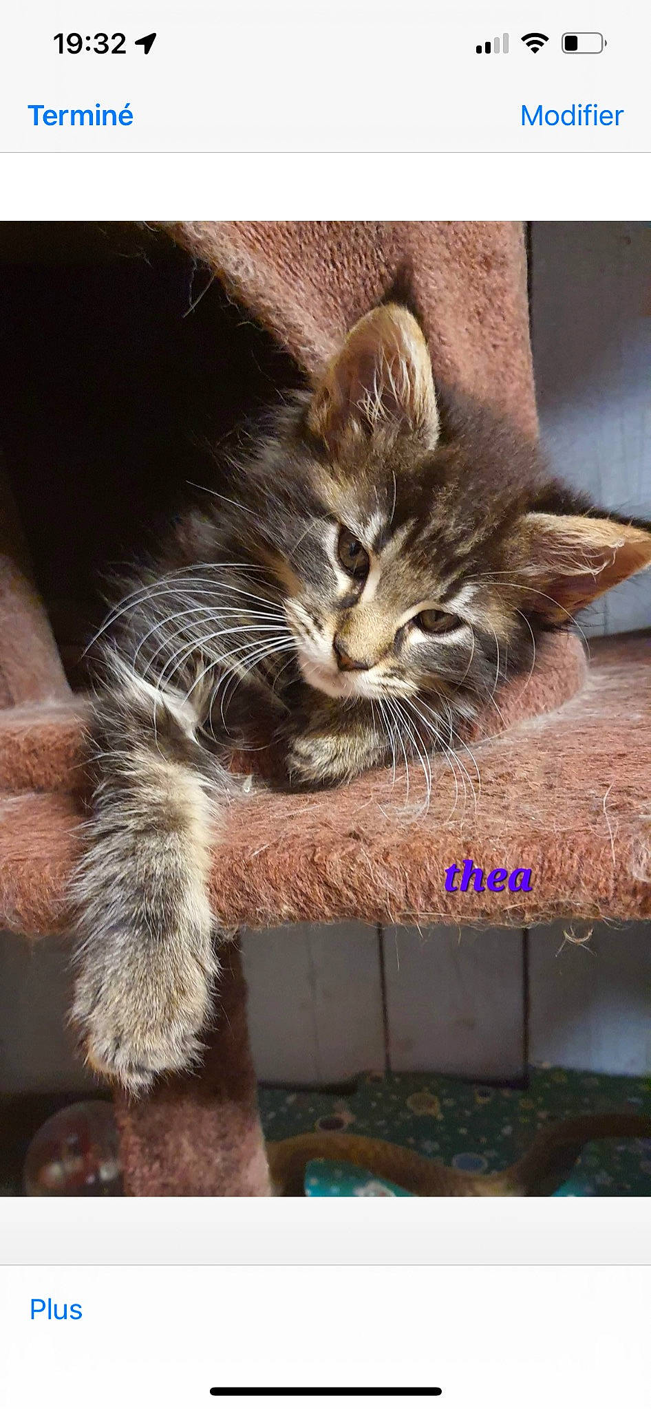Thea a rejoint le concours — aidez-le/la à gagner de superbes lots ! carnivore, cat, cat_supply, claw, domestic_short_haired_cat, fawn, felidae, fur, paw, pet_supply, photo_caption, small_to_medium_sized_cats, snout, tail, terrestrial_animal, whiskers, wildlife