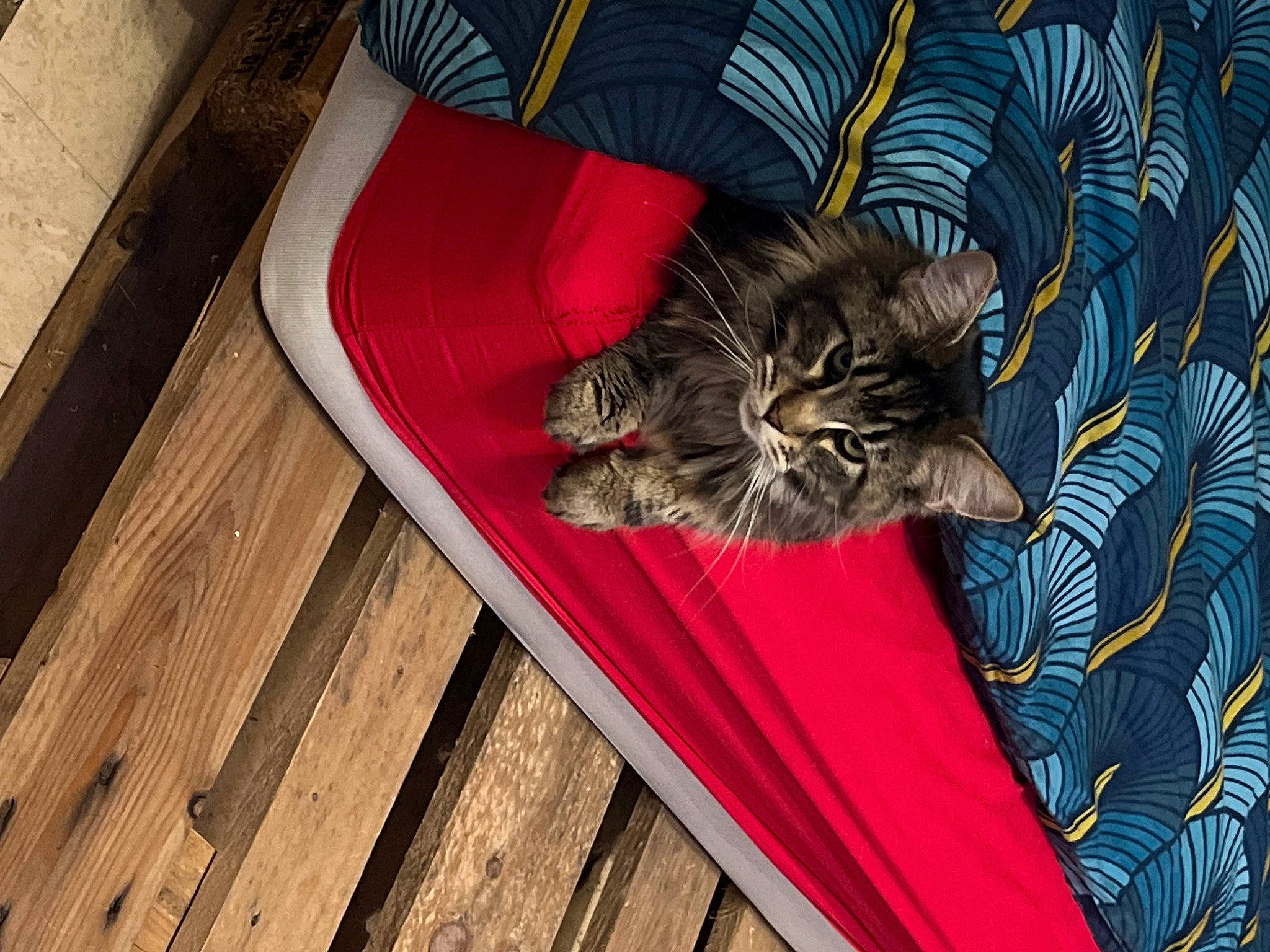 Thea a rejoint le concours — aidez-le/la à gagner de superbes lots ! carnivore, cat, comfort, domestic_short_haired_cat, felidae, flooring, fur, grey, hardwood, nap, pattern, plank, sitting, small_to_medium_sized_cats, tail, tree, whiskers, wood, wood_flooring, wood_stain