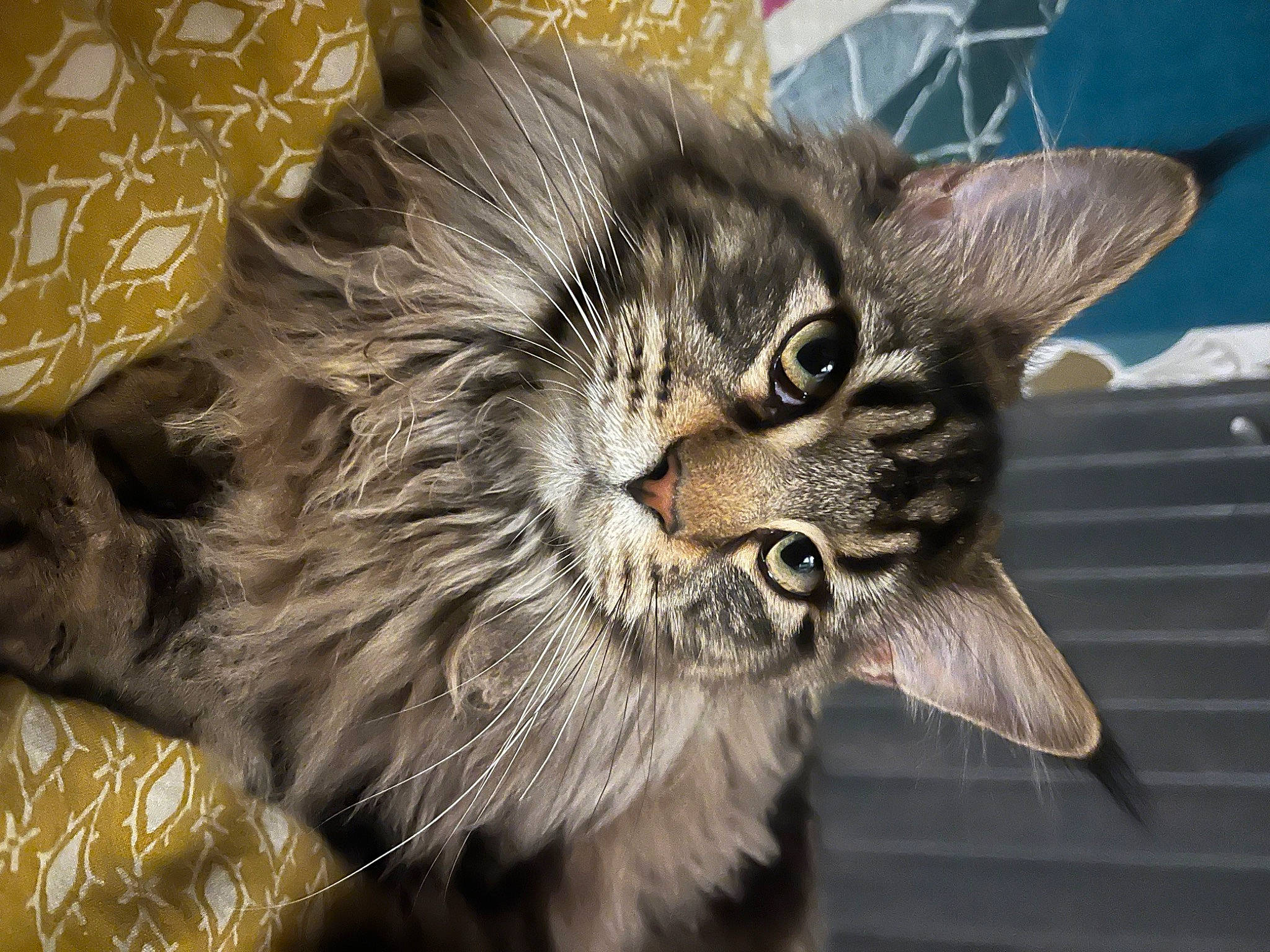 Thea a rejoint le concours — aidez-le/la à gagner de superbes lots ! art, carnivore, cat, claw, domestic_short_haired_cat, eye, felidae, fur, head, maine_coon, mammal, paw, small_to_medium_sized_cats, snout, tail, terrestrial_animal, whiskers, wildlife