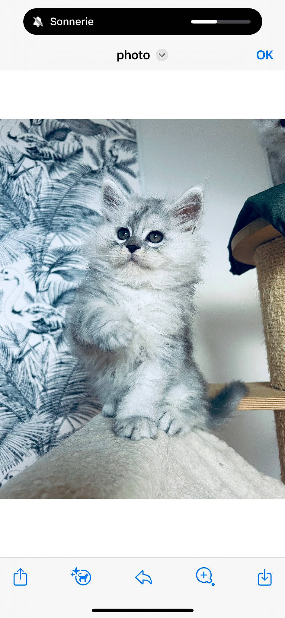 Usky participe au concours pour gagner de l'argent avec cette photo : art, birman, british_longhair, carnivore, cat, chair, claw, domestic_short_haired_cat, felidae, fur, pattern, paw, photo_caption, rectangle, sitting, small_to_medium_sized_cats, tail, terrestrial_animal, whiskers, window