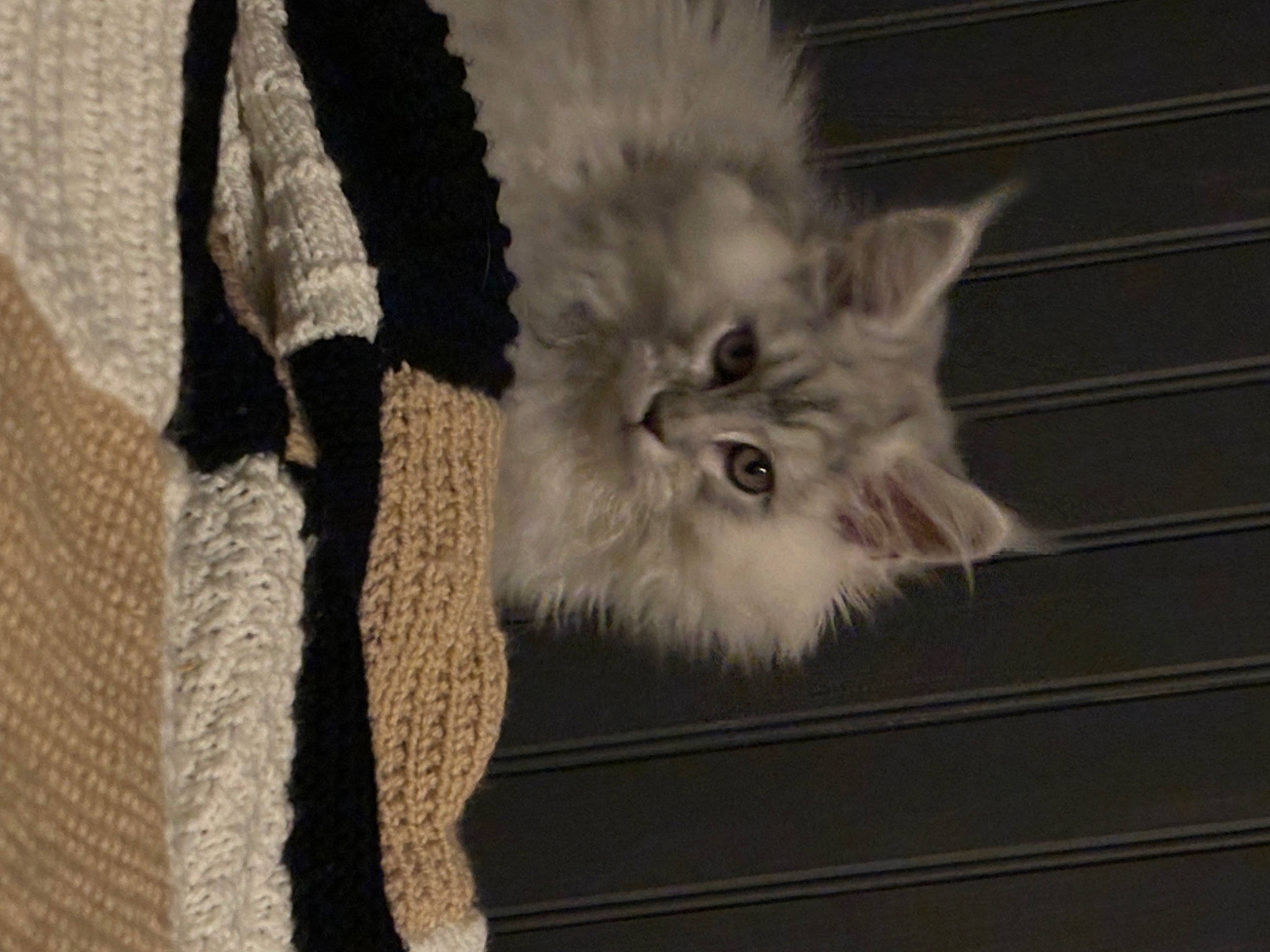 Usky a rejoint le concours — aidez-le/la à gagner de superbes lots ! british_longhair, carnivore, cat, claw, comfort, domestic_short_haired_cat, fawn, felidae, fur, grey, paw, persian, small_to_medium_sized_cats, snout, tail, whiskers