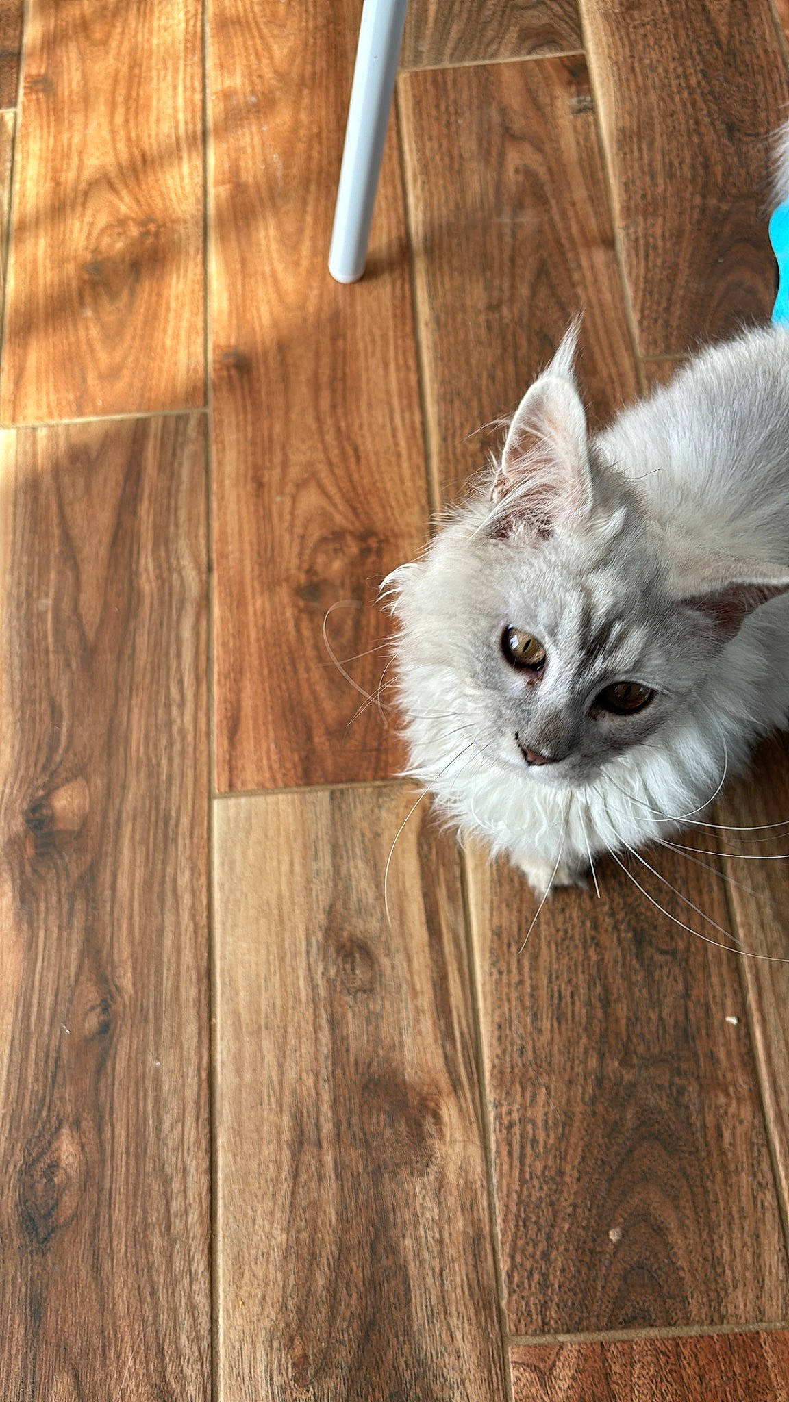 Usky a rejoint le concours — aidez-le/la à gagner de superbes lots ! carnivore, cat, eye, fawn, felidae, flooring, fur, hardwood, laminate_flooring, paw, plank, plywood, small_to_medium_sized_cats, snout, tail, varnish, whiskers, wood, wood_flooring, wood_stain