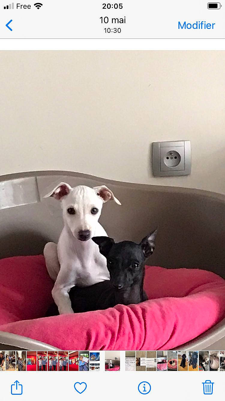 Cali participe au concours pour gagner de l'argent avec cette photo : carnivore, collar, comfort, companion_dog, couch, dog, dog_breed, dog_supply, flooring, light, linens, non_sporting_group, pet_supply, rectangle, room, sporting_group, white, working_animal