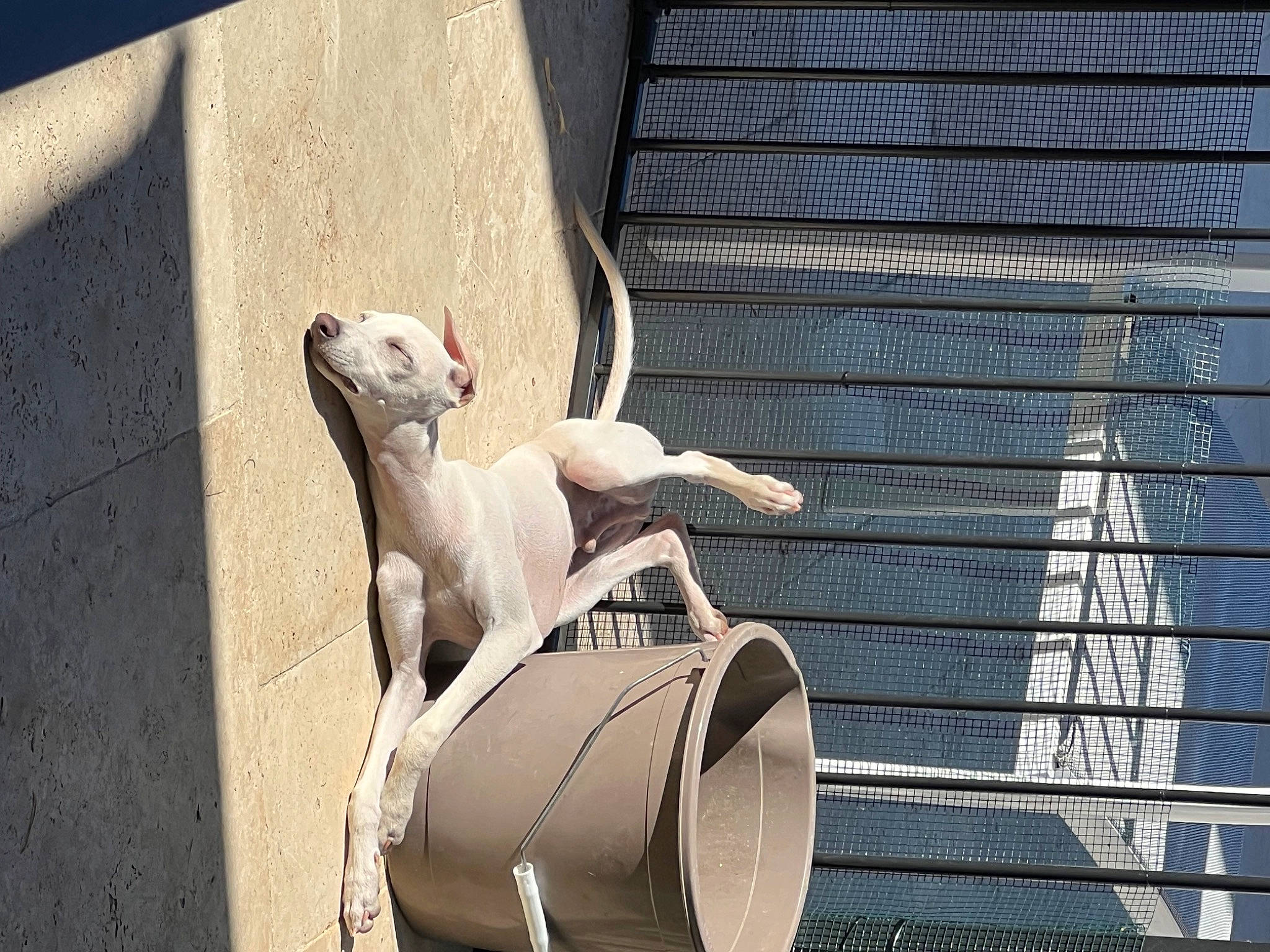 Cali participe au concours pour gagner de l'argent avec cette photo : art, building, canidae, carnivore, companion_dog, dog_breed, fawn, felidae, machine, mammal, metal, pet_supply, sculpture, snout, sporting_group, tail, vertebrate, window, wood, working_animal