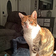 Heidi is registered to the contest to win money with this photo: cat, calico, pet, indoor, living_room, furniture, recliner, cat_tree, decor, lamp, door, mirror, vase, curtains, wood_floor, domestic, animal, alert, fur, whiskers