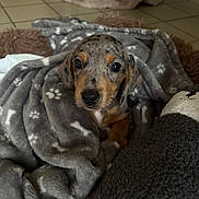 Achille participe au concours pour gagner de l'argent avec cette photo : animal, black_nose, blanket, brown, cozy, cute, dog, ears, eyes, floor_tiles, fur, grey_blanket, indoor, looking_up, paw_prints, pet, puppy, snuggling, soft_texture, young_dog