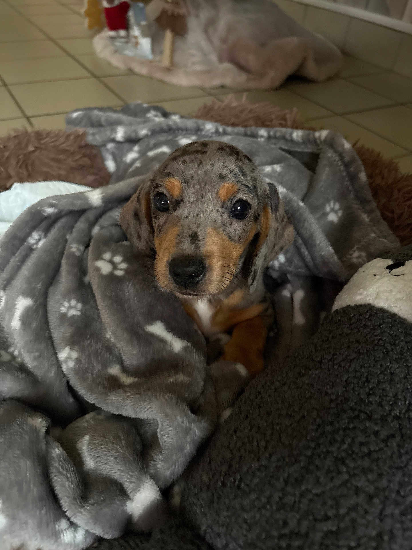 Achille participe au concours pour gagner de l'argent avec cette photo : animal, black_nose, blanket, brown, cozy, cute, dog, ears, eyes, floor_tiles, fur, grey_blanket, indoor, looking_up, paw_prints, pet, puppy, snuggling, soft_texture, young_dog