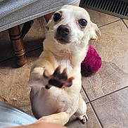 Yahtzee joined the competition — help win amazing prizes! animal, brown_and_white, close_up, curious, cute, dog, floor, furniture_leg, gray_dress, hand, indoor, paw, paw_up, person, pet, reaching, slipper, small_dog, tile_floor, vent