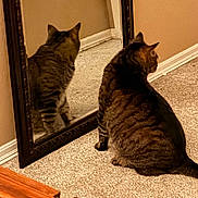 Tibbs joined the competition — help win amazing prizes! alone, animal, baseboard, brown, carpet, cat, domestic_cat, floor, furniture, indoor, looking, mirror, pet, quiet, reflection, sitting, striped, tabby_cat, wall, wood