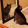 alone, animal, baseboard, brown, carpet, cat, domestic_cat, floor, furniture, indoor, looking, mirror, pet, quiet, reflection, sitting, striped, tabby_cat, wall, wood
