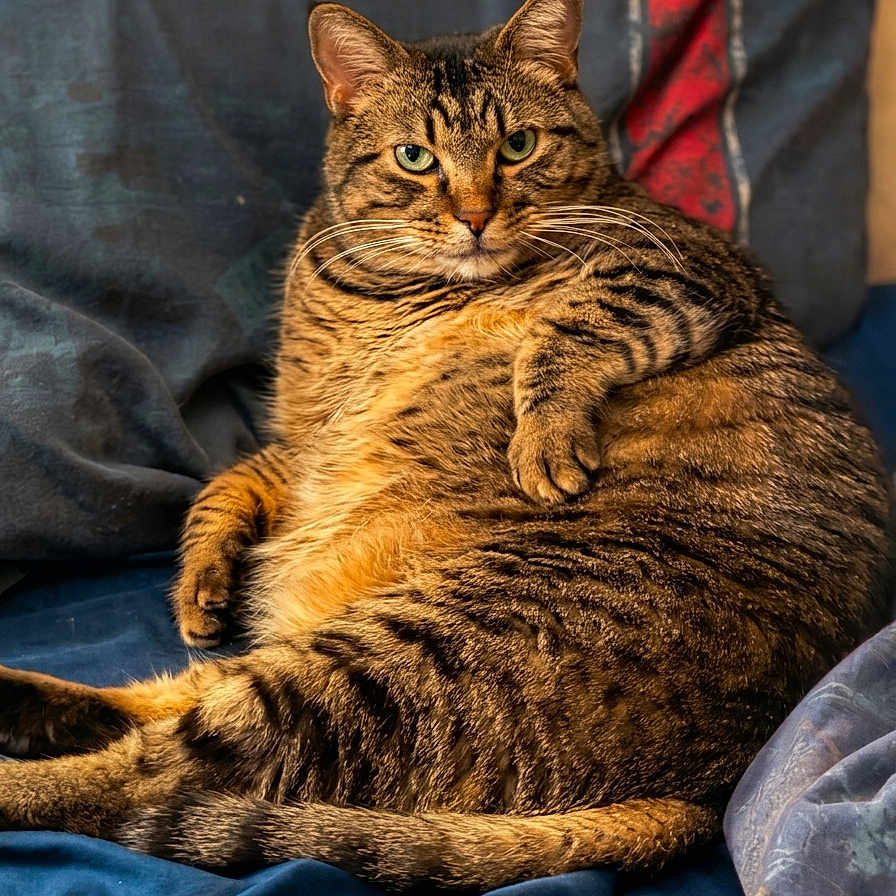 Tibbs is registered to the contest to win money with this photo: animal, blue, cat, comfortable, couch, eyes, face, feline, fur, house, indoor, lounging, paw, pet, portrait, relaxed, striped, tabby, tail, whiskers