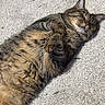 Tibbs is registered to the contest to win money with this photo: