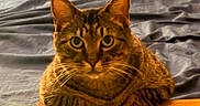 Tibbs joined the competition — help win amazing prizes!