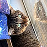 Tibbs is registered to the contest to win money with this photo: animal, blanket, blue_blanket, cat, close_up, cozy, daylight, feline, fur, glass, green_eyes, indoor, looking, peaceful, pet, reflection, resting, tabby_cat, whiskers, window