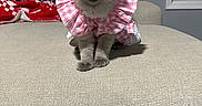 Emilia joined the competition — help win amazing prizes! adorable, animal, cat, checkered, couch, cozy, curious, cute, dress, feline, fur, home, indoor, kitten, pet, pillows, pink, small, window, young