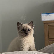 Emilia joined the competition — help win amazing prizes! animal, bed, blue_eyes, box, cat, cream_colored, curious, cute, domestic, ears, furniture, furry, gray, indoor, kitten, pet, small, striped_bed_sheet, wooden_nightstand, young