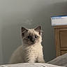 animal, bed, blue_eyes, box, cat, cream_colored, curious, cute, domestic, ears, furniture, furry, gray, indoor, kitten, pet, small, striped_bed_sheet, wooden_nightstand, young