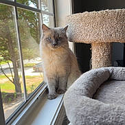 Emilia joined the competition — help win amazing prizes! cat, windowsill, cat_tree, indoor, pet, feline, blue_eyes, fluffy, sunlight, daylight, window, animal, looking_outside, home, cozy, soft, fur, nature_view, tree, resting