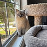 cat, windowsill, cat_tree, indoor, pet, feline, blue_eyes, fluffy, sunlight, daylight, window, animal, looking_outside, home, cozy, soft, fur, nature_view, tree, resting