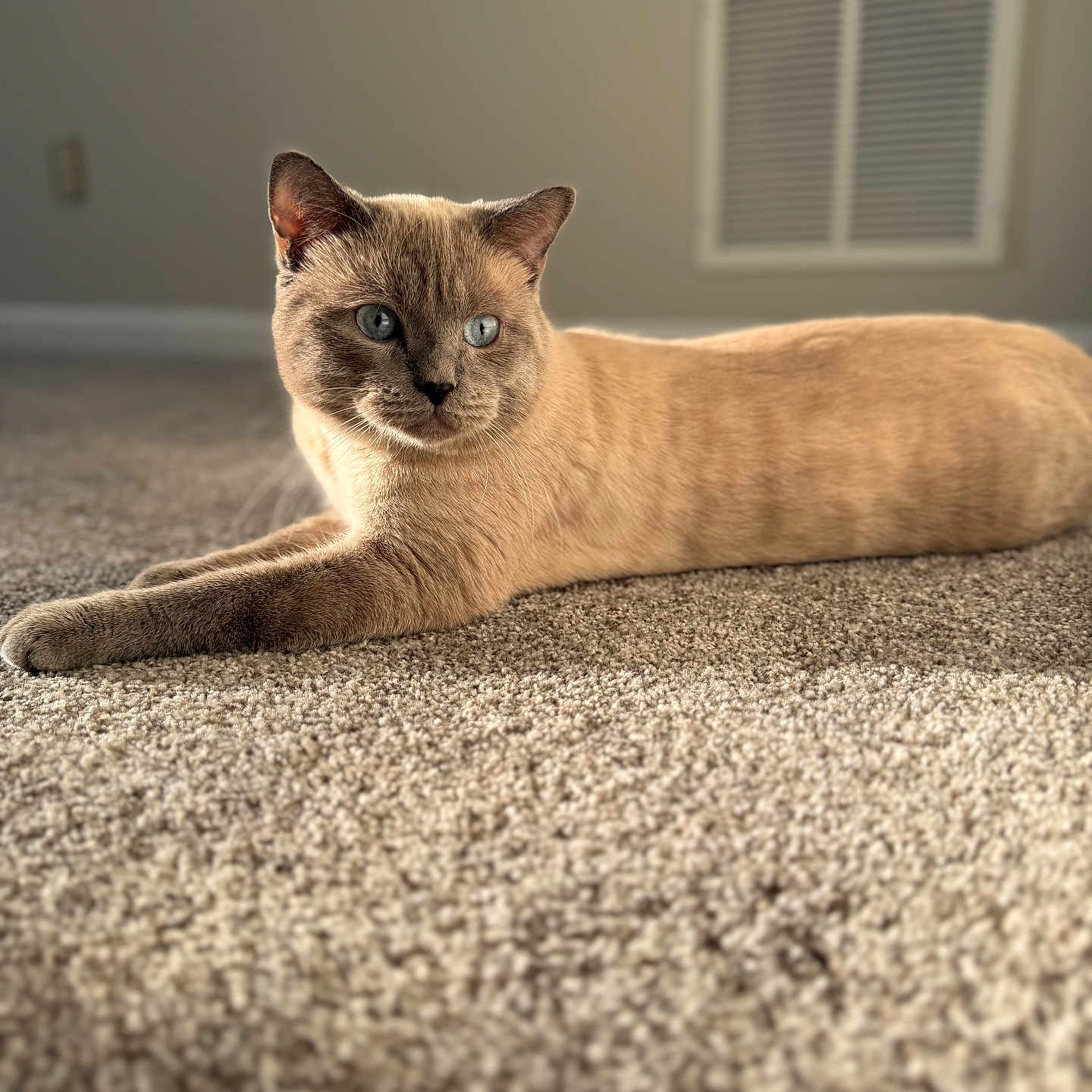 Mumble joined the competition — help win amazing prizes! cat, siamese_cat, blue_eyes, carpet, indoor, pet, feline, relaxed, resting, fur, animal, whiskers, ears, light, shadow, home, vent, wall, floor, domestic
