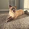 Mumble joined the competition — help win amazing prizes! animal, blue_eyes, carpet, cat, cozy, ears, feline, fur, home, indoor, paws, pet, relaxing, shadow, siamese_cat, sunlight, vent, wall, whiskers, window