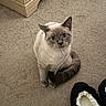 Mumble joined the competition — help win amazing prizes! animal, beige, carpet, cat, cozy, curious, cute, domestic, ears, feline, floor, fur, home, indoor, pet, resting, sitting, slippers, tail, whiskers
