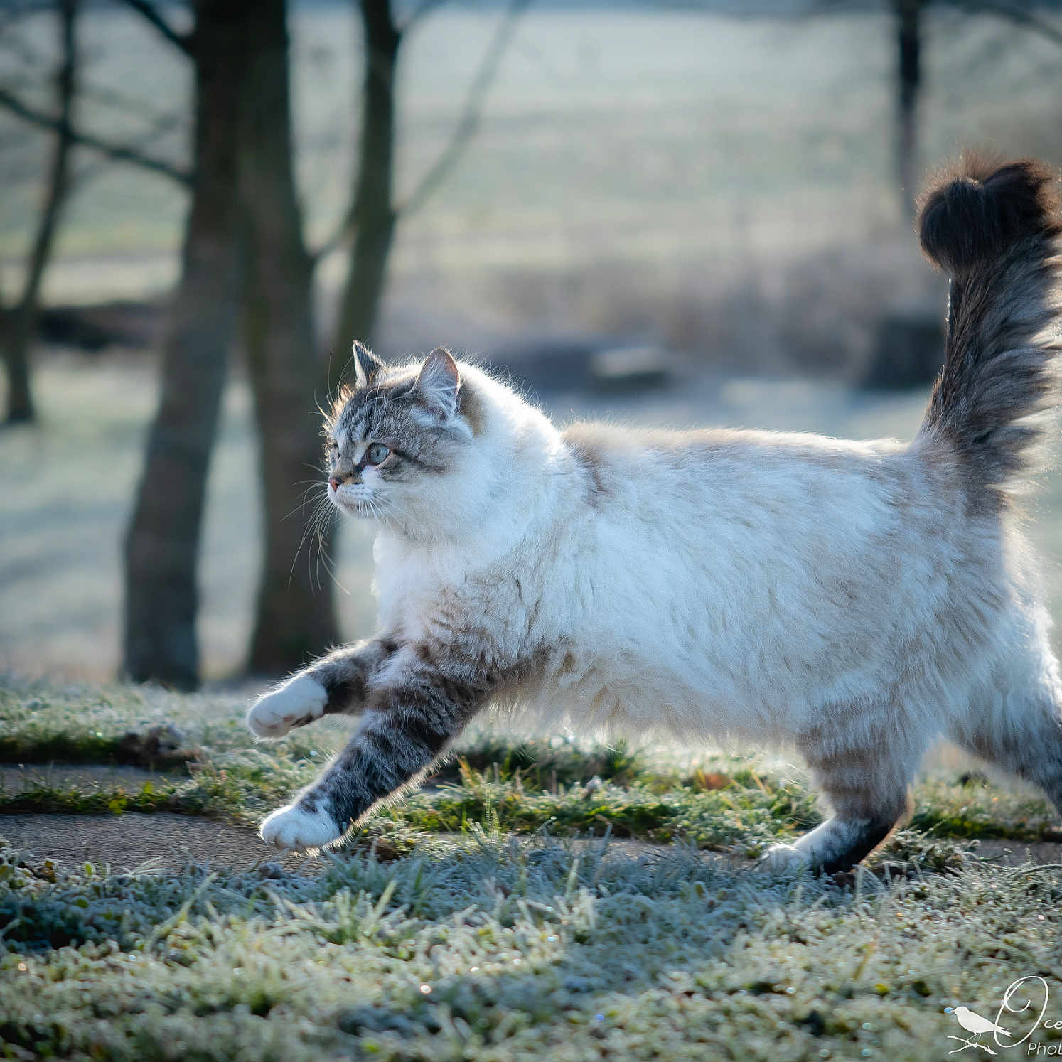 Nouga a rejoint le concours — aidez-le/la à gagner de superbes lots ! abyssinian, angora, animal, cat, grass, ice, kitten, manx, nature, outdoors, pet, plant, siamese, snow, soil