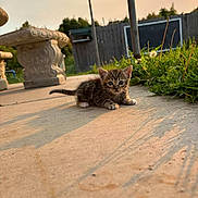 Nacho joined the competition — help win amazing prizes! animal, bench, cat, concrete, curious, cute, evening, feline, grass, ground, kitten, morning, nature, outdoor, pet, resting, shadow, small, sunlight, young