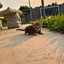 animal, bench, cat, concrete, curious, cute, evening, feline, grass, ground, kitten, morning, nature, outdoor, pet, resting, shadow, small, sunlight, young