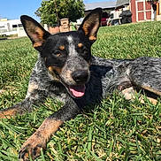 Batman joined the competition — help win amazing prizes! dog, grass, outdoor, pet, animal, sunlight, lawn, canine, happy, ears, tongue, black_and_tan, relaxed, nature, daytime, house, yard, blue_sky, fur, portrait