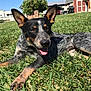 dog, grass, outdoor, pet, animal, sunlight, lawn, canine, happy, ears, tongue, black_and_tan, relaxed, nature, daytime, house, yard, blue_sky, fur, portrait