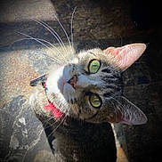 Sassy joined the competition — help win amazing prizes! cat, tabby, green_eyes, whiskers, collar, pet, indoor, curious, looking_up, floor, texture, closeup, feline, animal, domestic, cute, fur, portrait, light, shadow