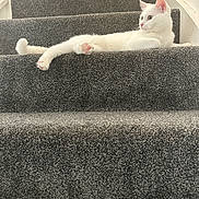 Ivy is registered to the contest to win money with this photo: cat, white_cat, stairs, carpet, indoor, pet, animal, feline, relaxed, stretching, paw, side_view, house, domestic, cute, resting, fur, quiet, cozy, home