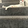 animal, carpet, cat, cozy, cute, domestic, feline, fur, home, house, indoor, paw, pet, quiet, relaxed, resting, side_view, stairs, stretching, white_cat