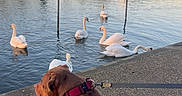Kush is registered to the contest to win money with this photo: dog, brown_dog, red_collar, sitting, swans, water, river, paved_path, trees, buildings, leash, sunset, sky, reflection, nature, outdoor, animal, wildlife, calm, daytime