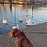 dog, brown_dog, red_collar, sitting, swans, water, river, paved_path, trees, buildings, leash, sunset, sky, reflection, nature, outdoor, animal, wildlife, calm, daytime