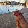 dog, brown_dog, red_collar, leash, river, water, swans, ducks, birds, paved_path, trees, buildings, sunlight, sky, outdoor, nature, animal, pet, calm, serene