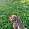 dog, brown_dog, collar, leash, grass, park, trees, bench, outdoor, daylight, pet, canine, nature, sunlight, animal, greenery, grass_field, sitting, quiet, leisure
