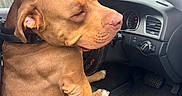Kush is registered to the contest to win money with this photo: animal, brown_dog, canine, car, car_interior, car_seat, collar, dashboard, dog, dog_sitting, fence, indoors, leather_seat, paw, pet, relaxed, seat, steering_wheel, vehicle, window